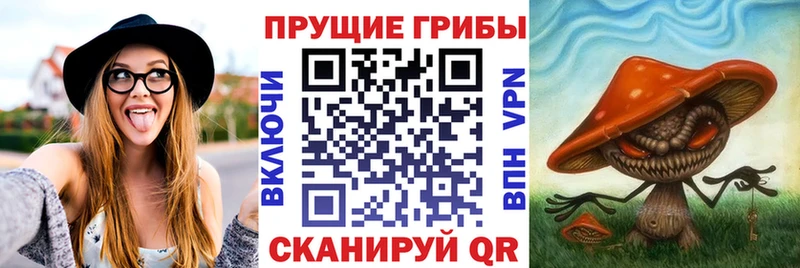 Псилоцибиновые грибы мицелий  купить   сайты даркнета состав  Светлоград 